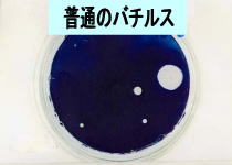バチルス菌の写真
