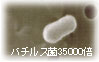 バチルス菌の写真